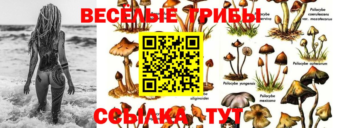 Губкинский  Псилоцибиновые грибы GOLDEN TEACHER  Псилоцибиновые грибы прущие грибы  Вход с VPN 